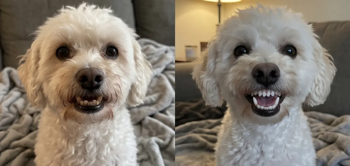 Antes y después — Max — Golden Retriever